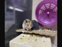 Siz İsteyin Biz Getirelim Aynı Gün Teslim Hamster