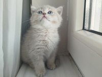 British Shorthair Erkek Dişi Yavrular