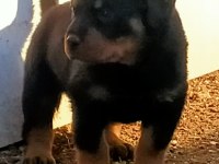 Son A Kalite dişi rottweiler yavrusu