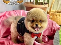 Antalya garantili ayı surat pomeranian boo yavru