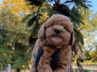 Kore Maltipoo