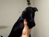 Dişi ve erkek yavru pinscher