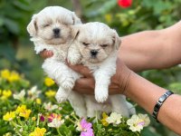 KOREA TEACUP MALTESE SAĞLIK GARANTİLİ BEBEKLERİMİZ