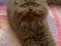 British Longhair Cinnamon
