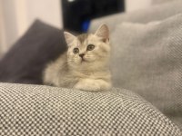 British Shorthair Silver Point