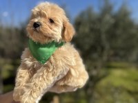 Orijinal maltipoo erkek yavrumuz