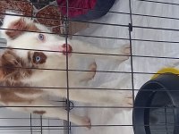 Border collie yavrumuza yuva arıyoruz