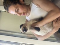 Mavi gözlü çikolata renk scottish fold yavrumuz