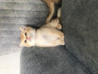 Altın british shorthair bebişler