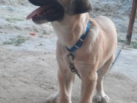 BOZ ÇOBAN KÖPEĞİ