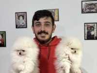 Ayı surat Pomeranian boo bebekler WC eğitimli