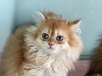 En güzel golden british shorthair ve longhair yavrular