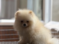 Ayı Yüz Pomeranian Boo
