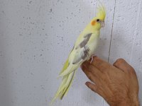 Yavru sultan papağanı ele alışık