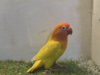 Mutasyon cennet papağanı