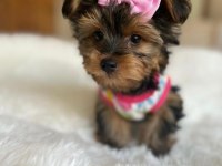 Teacup ve 0 no morkie yavrular