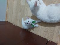 KEHRİBAR GÖZ BRİTİSH PAŞAM HAZIR UYGUNA VERİLECEK