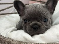 KALİTELİ BLUE FRENCH BULLDOG BEBEKLER