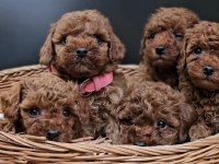 Kızıl Toy Poodle Bebekler Yuva Bekliyor