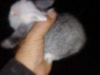 Mini lop tavşan yavrular