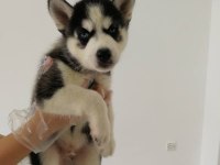 HUSKY SİBİRYA YAVRULARI