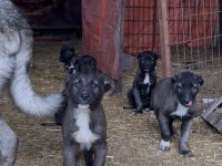 SHOW kalite Safkan Sivas Kangal YAVRULARIMIZ