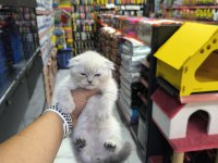 A kalite british scottish fold yavrularımız