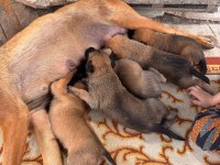 Dişi Ve Erkek Belçika Kurdu Yavruları