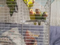 Kuşçu hüseyinden evcil cennet papağanları