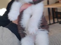 British shorthair çikolata bicolor