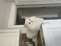 2 yaşında british longhair sahiplendirilecektir