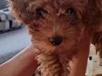 Toy poodle leri en tatlısı
