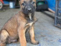 Belçika Kurdu Malinois Yavrular