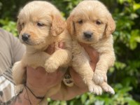 AKILLI GOLDEN BEBEKLER