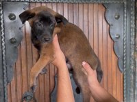 Belçika kurdu (Malinois) yavrularımız