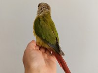 El omuza alışkın Konur papağanı