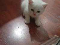 POFUDUK BRİTİSH YAVRULARIM YENİ SAHİPLERİNİ ARIYOR