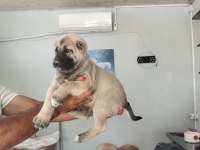 Üst düzey bir dişi bir erkek kangal yavrular