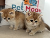 Ankarada ziyarete açık golden british shorthair