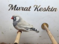 Pastel Zebra Finch Takımlar