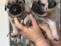 Pug Mops Bebekler