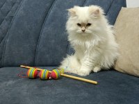 Full Şampiyon şecereli British Longhair CY1133 Kedim