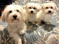 3 aylık erkek saf maltese terrier