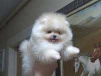 ÜST KALİTE TEACUP POMERANİAN ORİJİNAL IRK MİNİK PRENSES