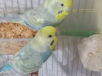 Rainbow çift muhabbet kuşu