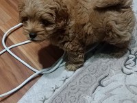 Poodle yavrular