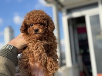Boy ve kg ram garantili tea cup kore poodle 