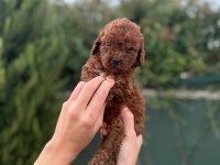 Petibör tadında poodle yanlışlıkla yemeyiniz