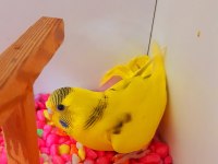 YENİ BEBEK DİŞİ MUHABBET KUŞU RENK GÜZELİ