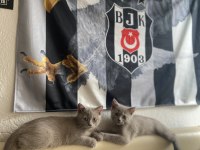 BRİTİSH SHORTHAİR SAHİPLENDİRME